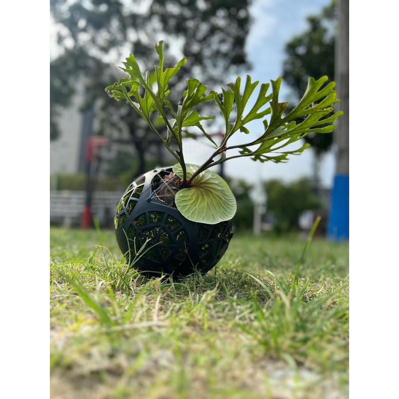 蕨世神球】亞猴鹿角蕨/鹿球/上版/多肉植物/空氣鳳梨/鹿角蕨/盆器- 花田