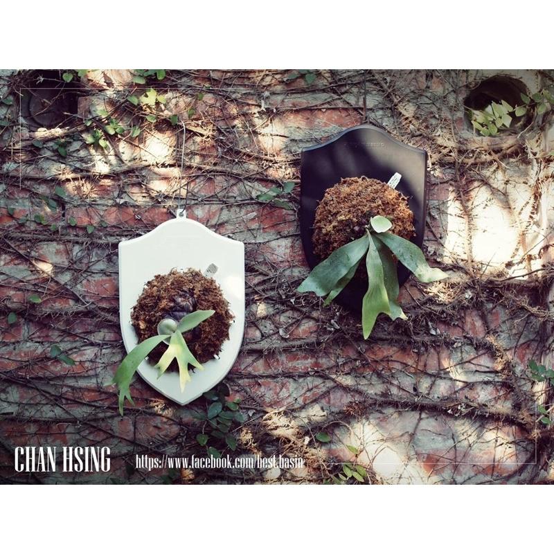 【植階上板-盾牌】鹿角蕨/觀葉植物/室內植物/苔球-細節圖2