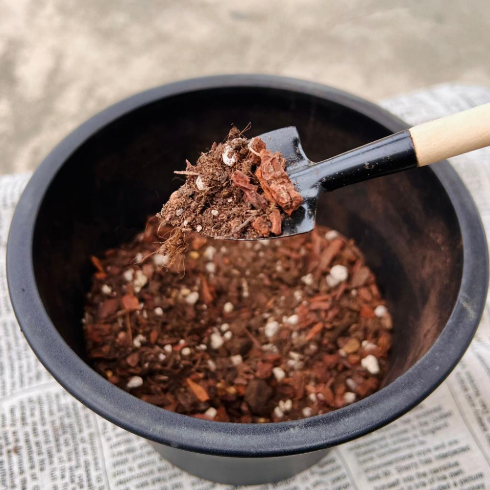 【松樹皮】1-5號  500g  蘭花/空氣鳳梨/鹿角厥/觀葉植物/鋪面/防蟲/介質-細節圖3