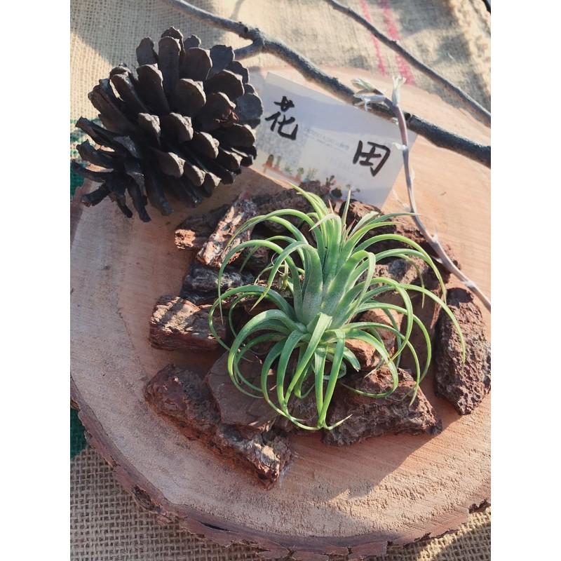 【松樹皮】1-5號  500g  蘭花/空氣鳳梨/鹿角厥/觀葉植物/鋪面/防蟲/介質-細節圖4