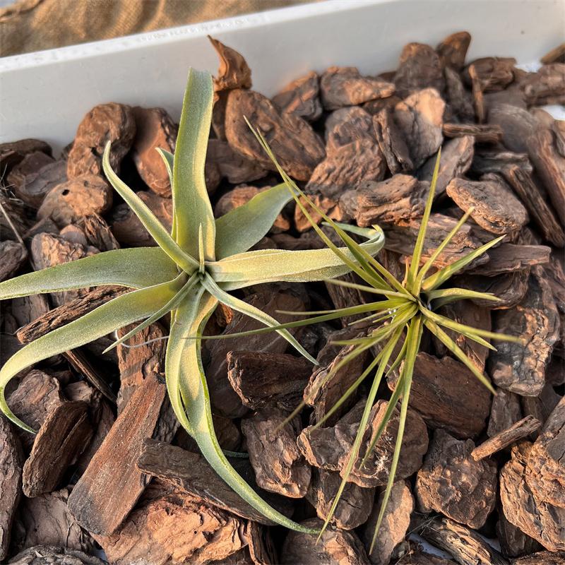 【松樹皮】1-5號  500g  蘭花/空氣鳳梨/鹿角厥/觀葉植物/鋪面/防蟲/介質-細節圖5