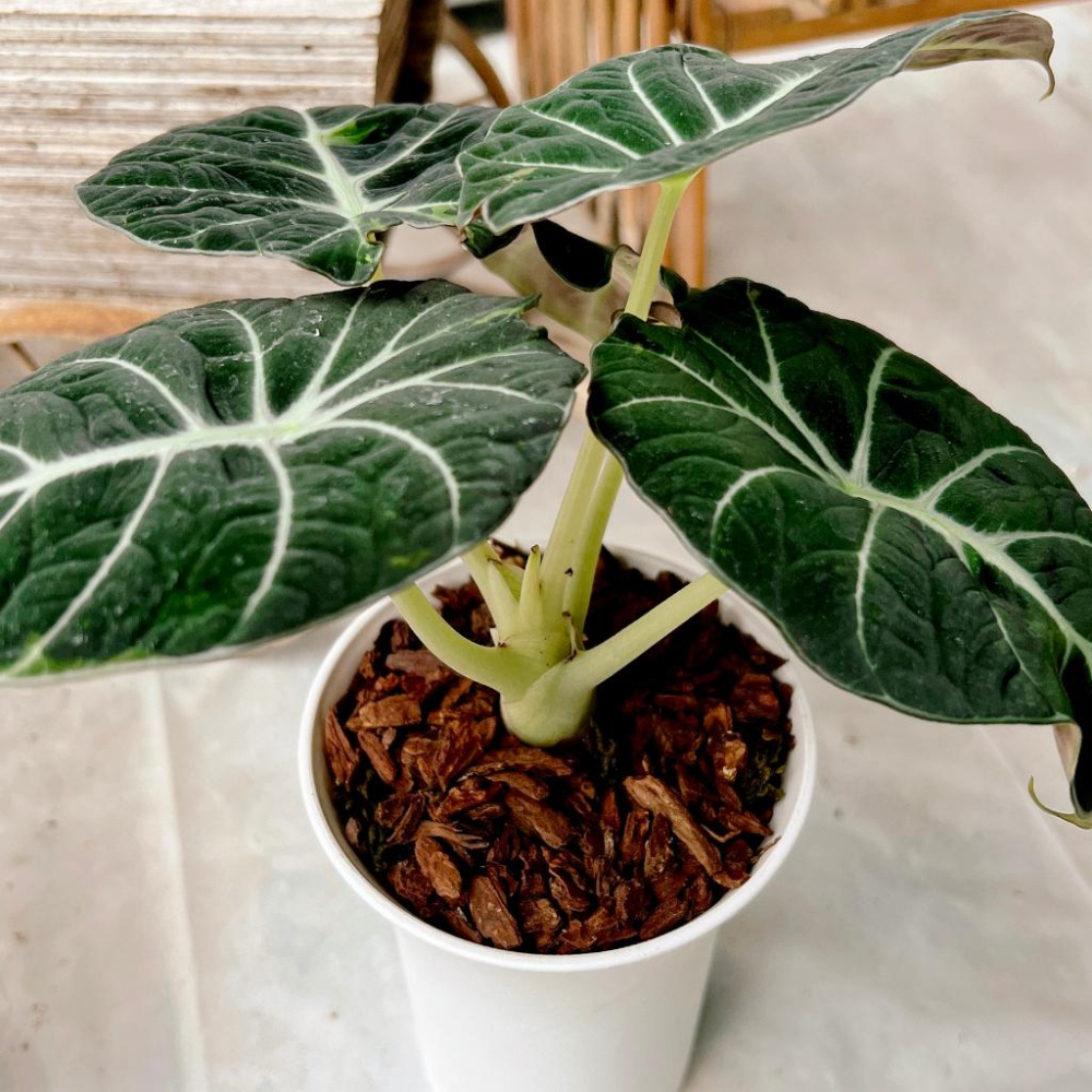 【松樹皮】1-5號  500g  蘭花/空氣鳳梨/鹿角厥/觀葉植物/鋪面/防蟲/介質-細節圖6