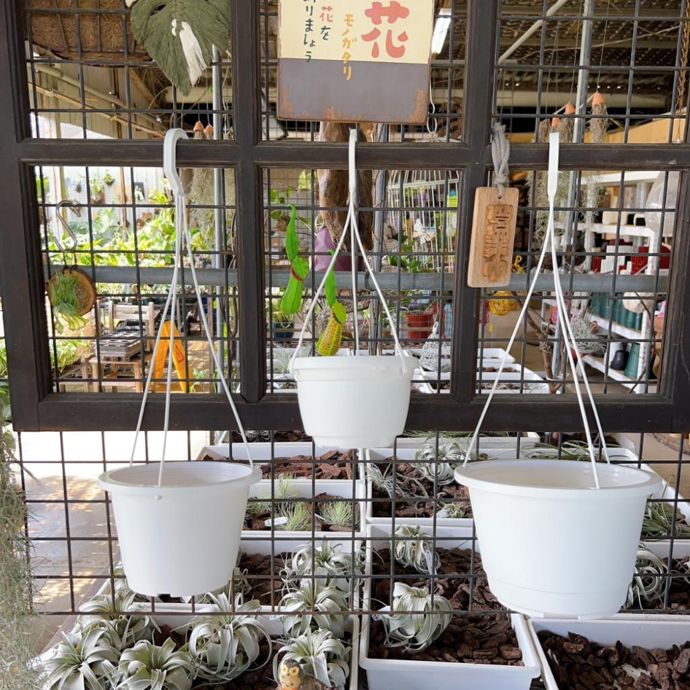 【白色吊盆】5/6/7吋（付吊鉤）花盆/盆子/塑膠盆/植物/盆器-細節圖6