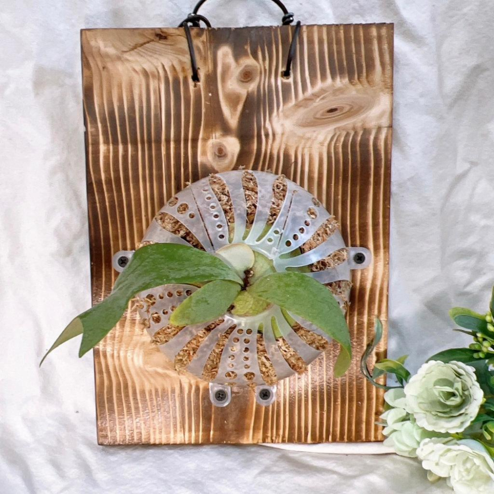 【蕨藝好球V3】雙球/半球  上板神器/鹿角蕨/觀葉植物/水苔/蕨類/亞猴-細節圖3