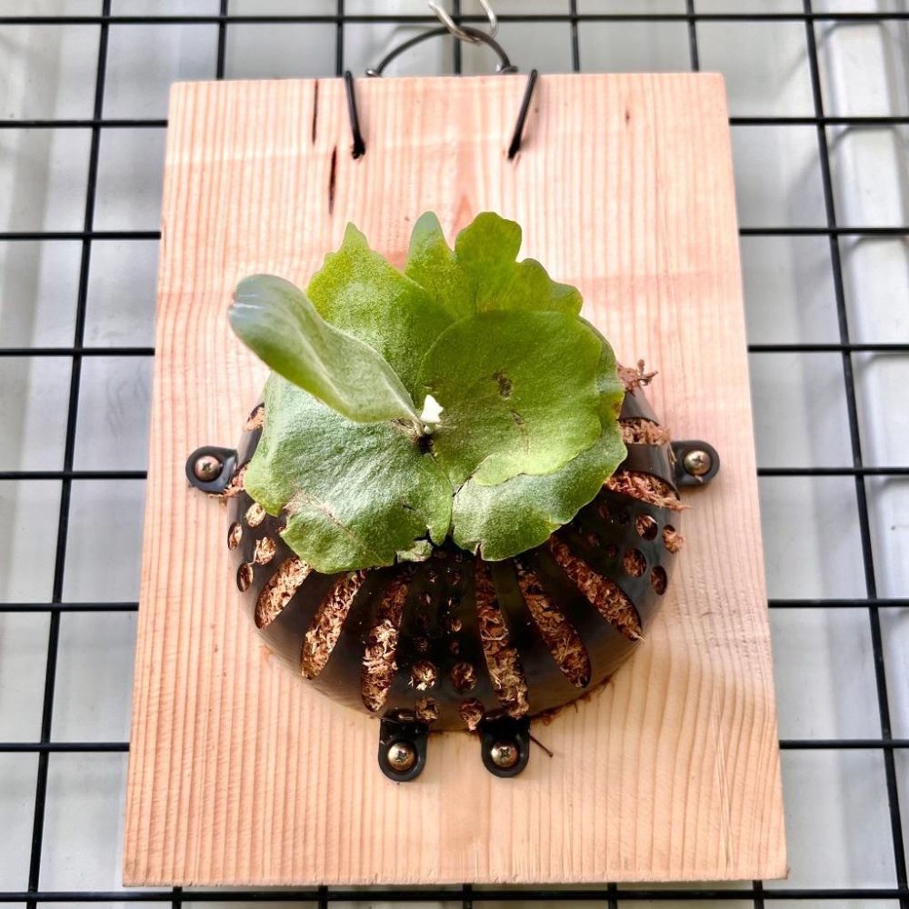 【蕨藝好球V3】雙球/半球  上板神器/鹿角蕨/觀葉植物/水苔/蕨類/亞猴-細節圖6