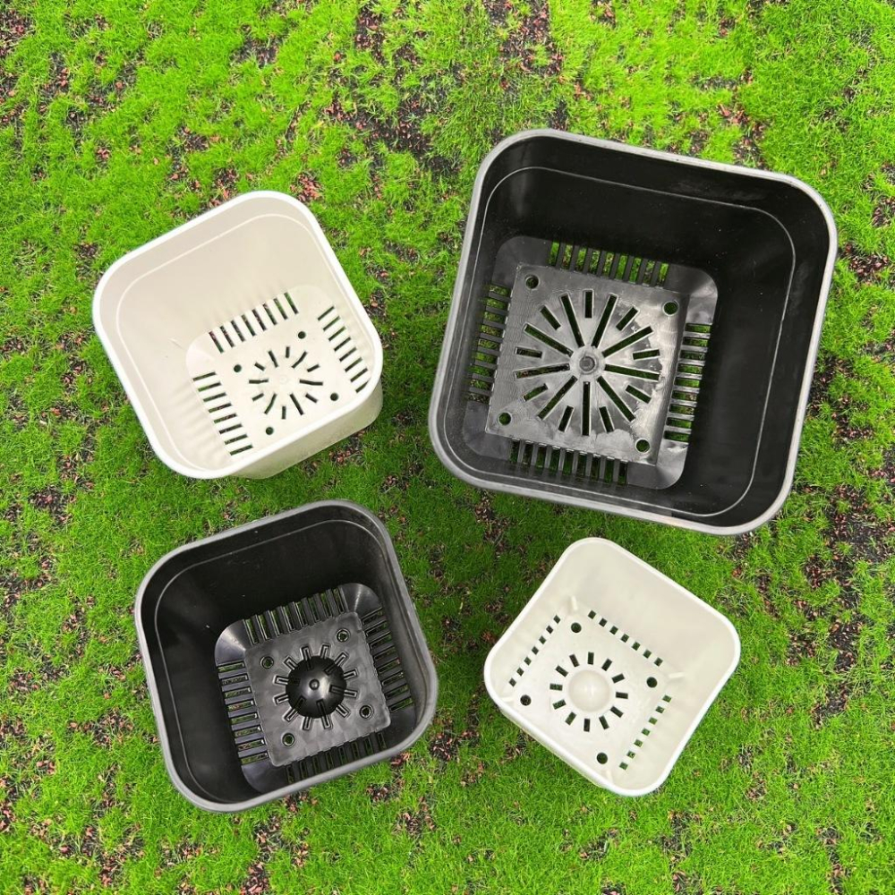 【矮透氣盆】黑/白 盆器/園藝/資材/多肉植物/仙人掌-細節圖2