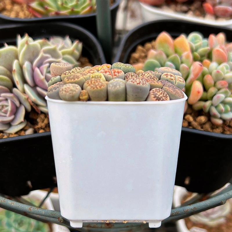 【矮透氣盆】黑/白 盆器/園藝/資材/多肉植物/仙人掌-細節圖6