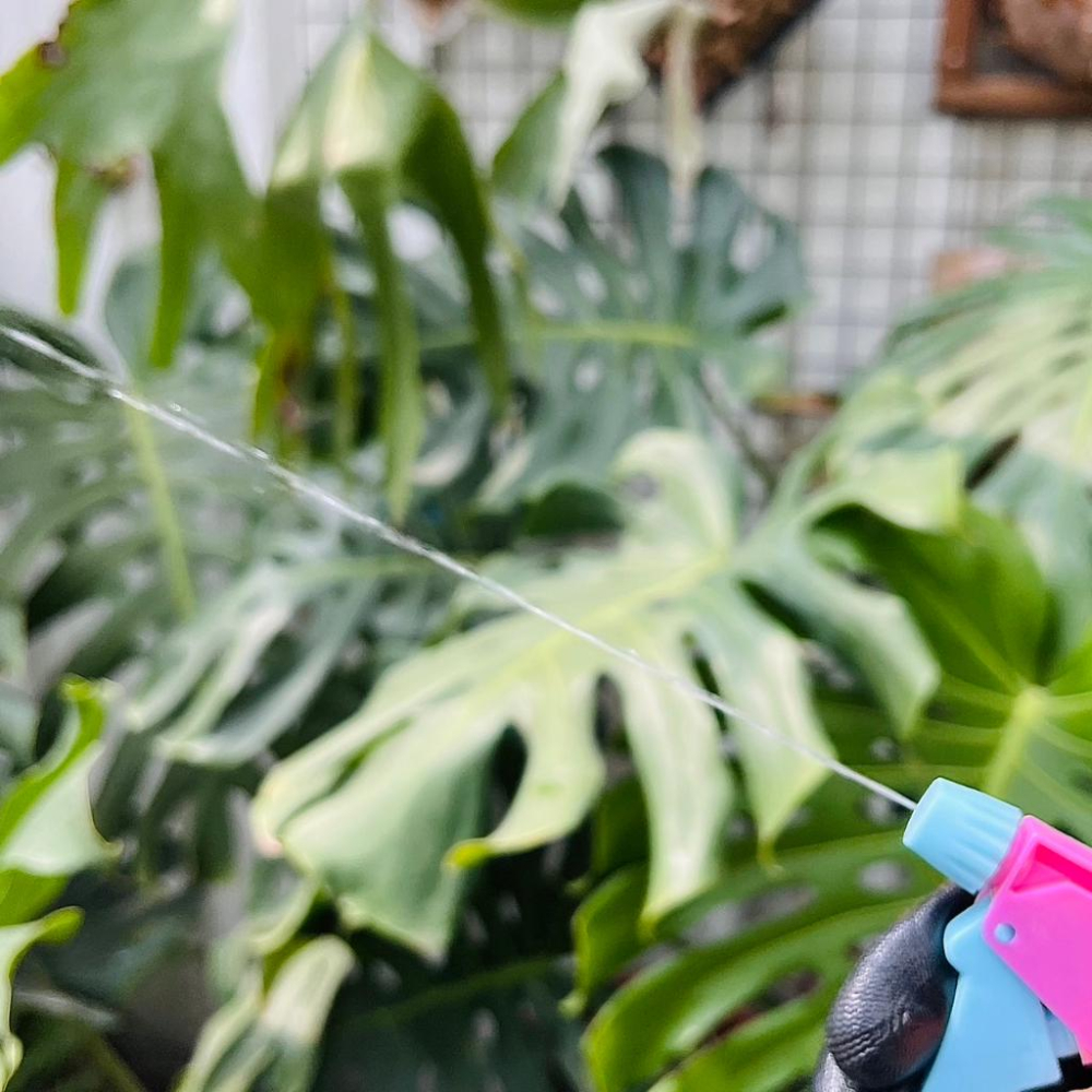 【粉藍噴霧瓶】藍/粉  澆花器/噴水瓶/園藝/家居/介質/鏟子-細節圖4