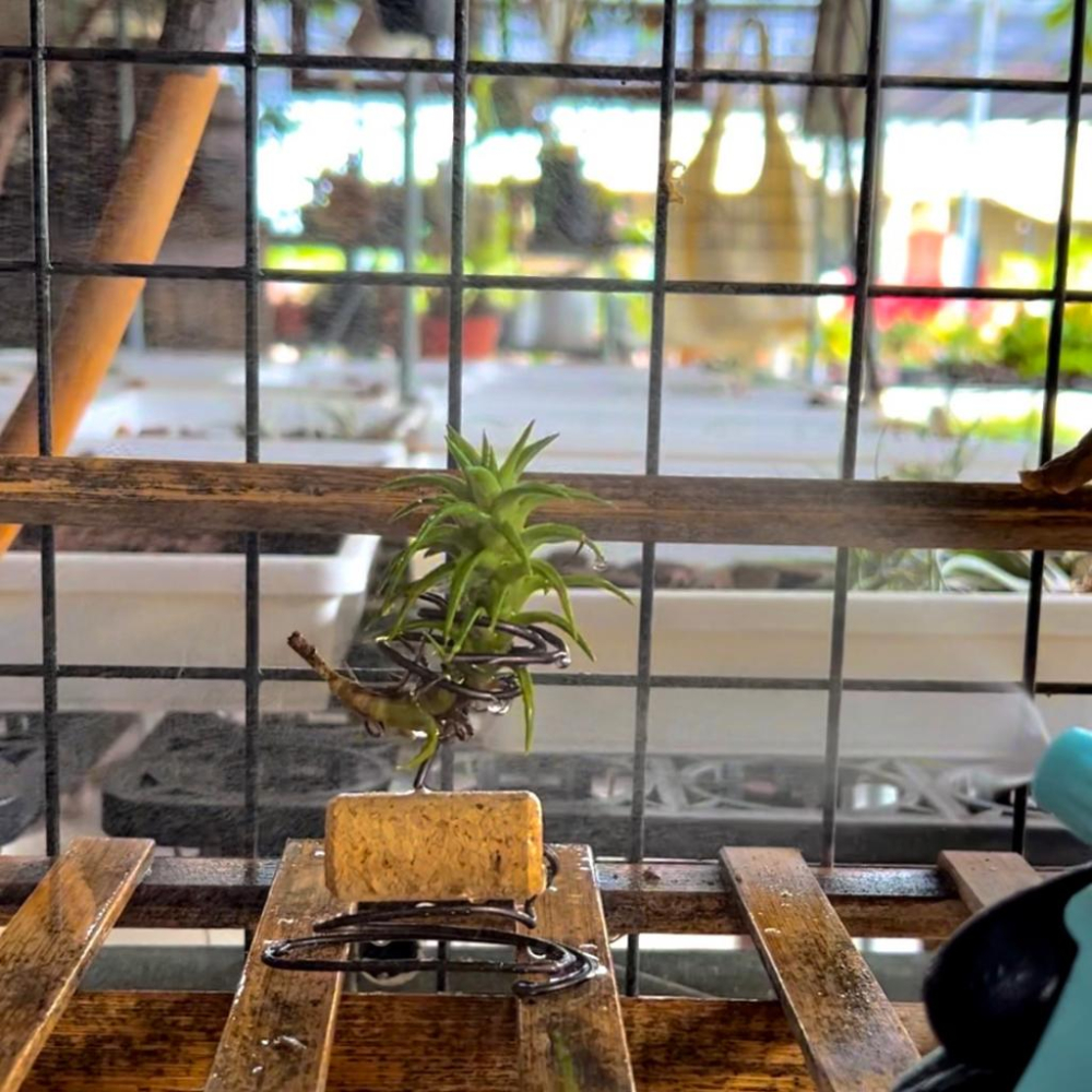 【粉藍噴霧瓶】藍/粉  澆花器/噴水瓶/園藝/家居/介質/鏟子-細節圖5