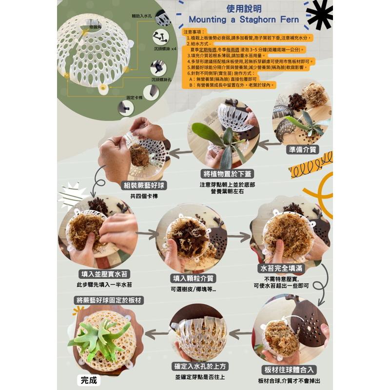 【蕨藝好球】一組附螺絲  上板/鹿角蕨/水苔/蕨類/亞猴/女王-細節圖8