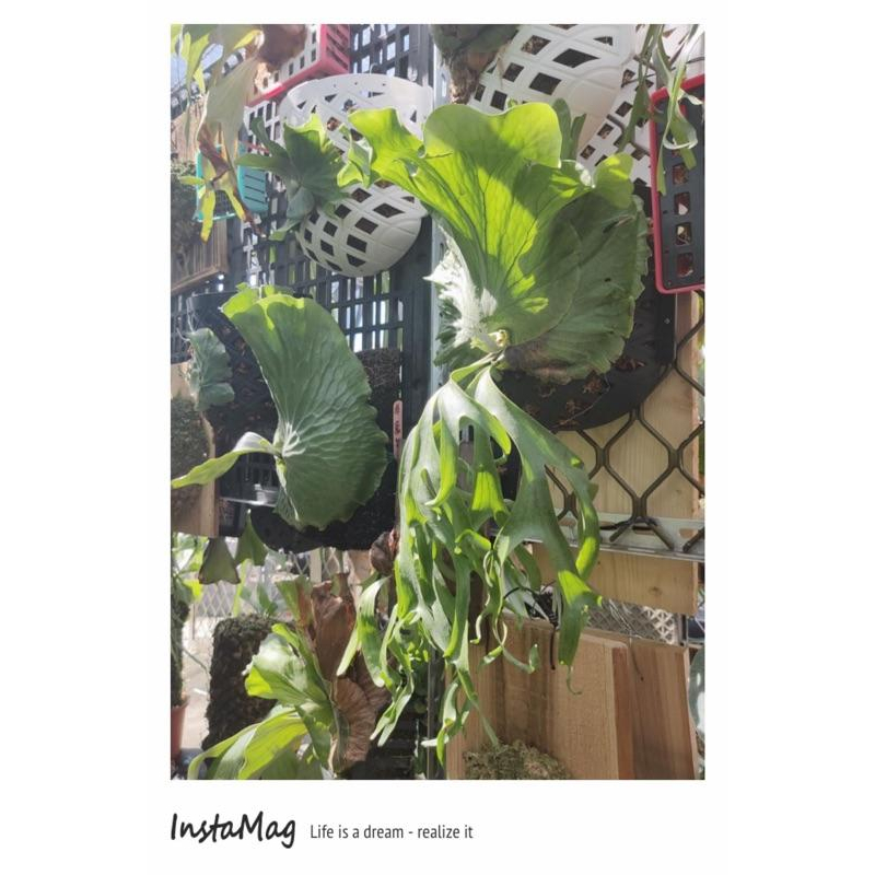 【蕨世好盆2.0 上鹿神器】多肉植物 空氣鳳梨 鹿角蕨-細節圖3