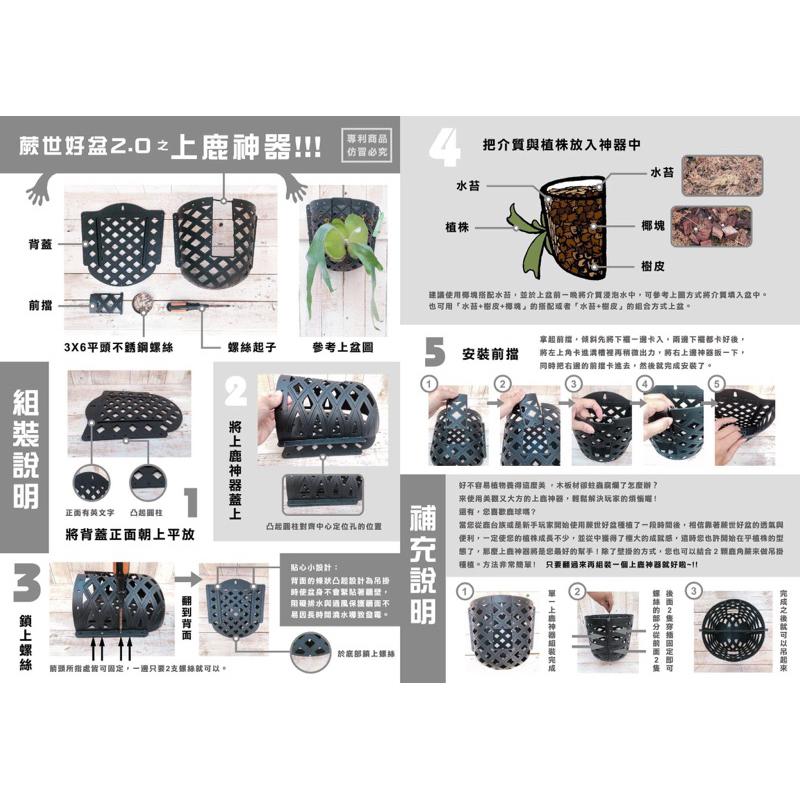 【蕨世好盆2.0 上鹿神器】多肉植物 空氣鳳梨 鹿角蕨-細節圖5