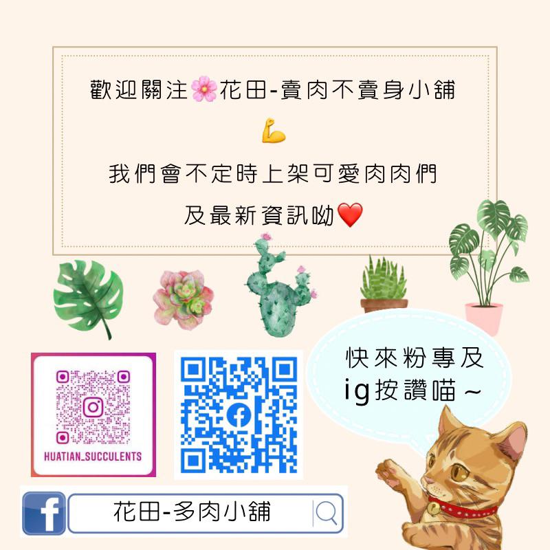 【蕨世好盆2.0 上鹿神器】多肉植物 空氣鳳梨 鹿角蕨-細節圖6