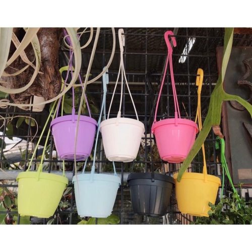 彩色吊盆 8色 3吋 多肉植物/觀葉植物/空氣鳳梨/室內植物/盆器/花盆 盆子 塑膠盆