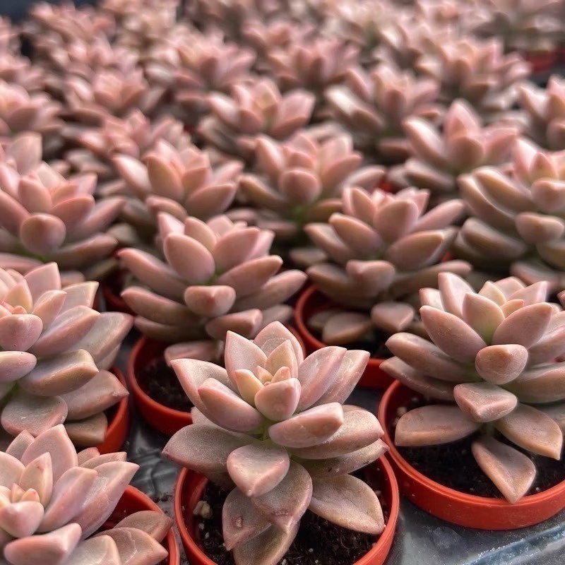 1.5吋盆多肉植物 隨機出貨4組入-細節圖2