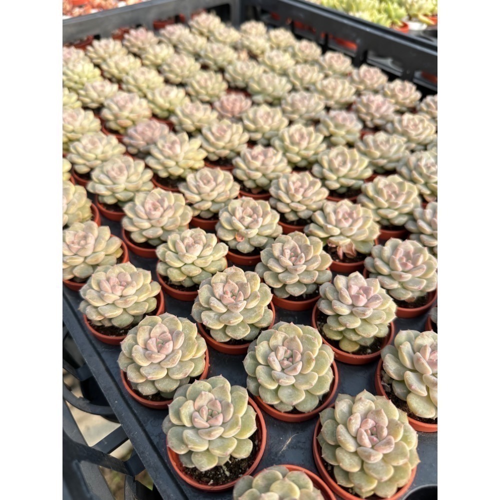 1.5吋盆多肉植物 隨機出貨4組入-細節圖3