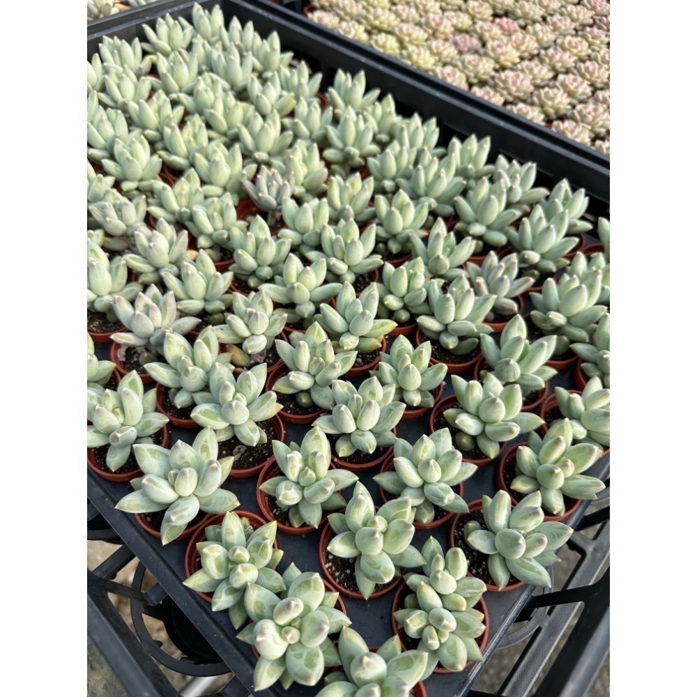 1.5吋盆多肉植物 隨機出貨4組入-細節圖4