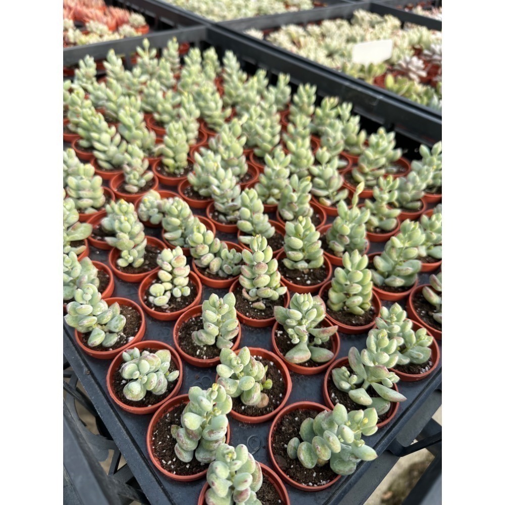 1.5吋盆多肉植物 隨機出貨4組入-細節圖5