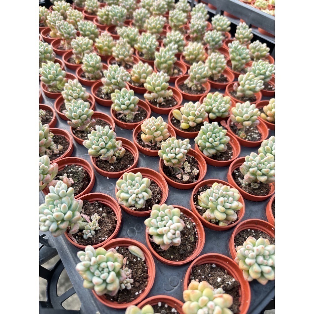 1.5吋盆多肉植物 隨機出貨4組入-細節圖6