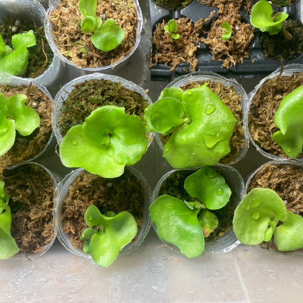 兩寸亞猴 135促銷價！數量有限-細節圖2