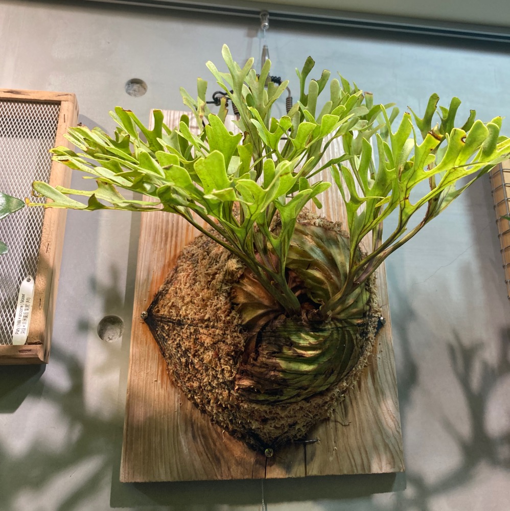 兩寸亞猴 135促銷價！數量有限-細節圖3