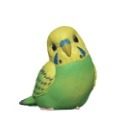 1．虎皮鸚鵡-綠