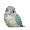 4．綠頰錐尾鸚鵡-藍