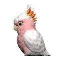 Bandai 掌上型 小鳥10 文鳥 鸚鵡 鳥 裝飾 擺飾 ~ 單售-規格圖10