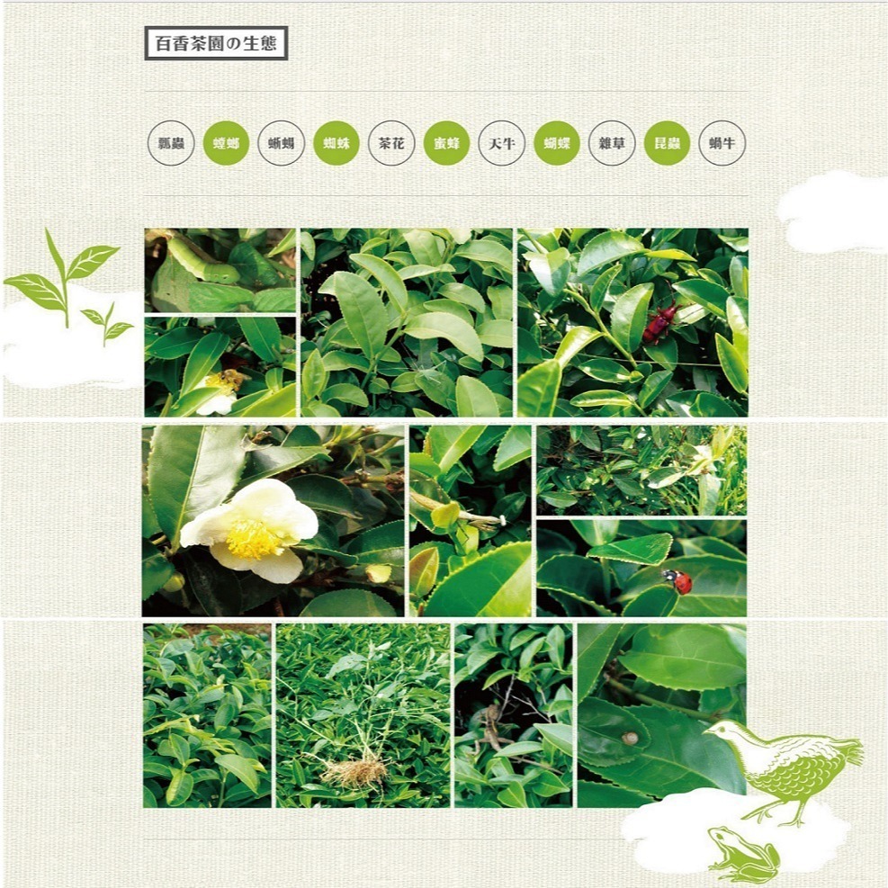 【百香】冬片 清香烏龍茶 茶葉150g 買2罐送1罐 100%台灣茶 南投好茶-細節圖5