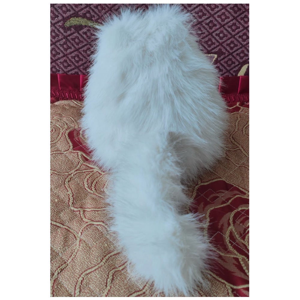 台現🇹🇼 五條悟 屬性獸體娃15公分 五條咪咪 五條貓 咒術迴戰 同人棉花娃-細節圖6