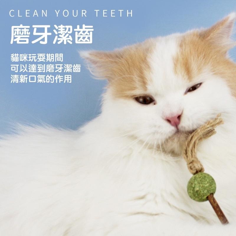 喵星人木天蓼貓薄荷玩具 24H出貨 天然植物貓咪棒棒糖 逗貓棒 貓玩具 貓草玩具 寵物用品 典贊創意-細節圖7