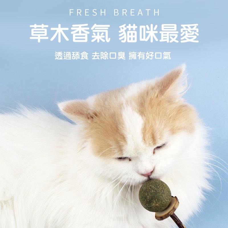 喵星人木天蓼貓薄荷玩具 24H出貨 天然植物貓咪棒棒糖 逗貓棒 貓玩具 貓草玩具 寵物用品 典贊創意-細節圖8