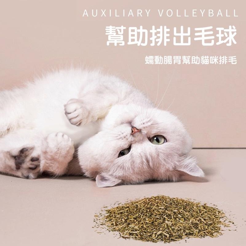 喵星人木天蓼貓薄荷玩具 24H出貨 天然植物貓咪棒棒糖 逗貓棒 貓玩具 貓草玩具 寵物用品 典贊創意-細節圖9