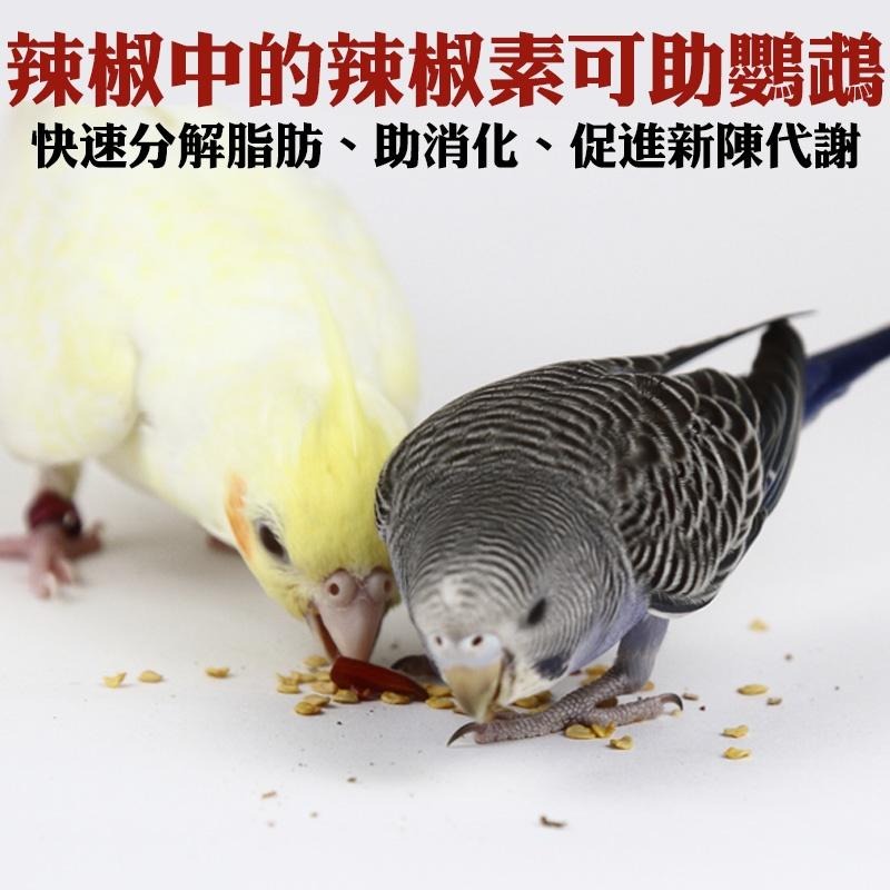 鸚鵡純天然台灣乾辣椒 鸚鵡零嘴 辣椒乾 鳥零食 鳥食物 鳥飼料 鳥零嘴 鳥用品 鸚鵡用品 24H出貨 典贊創意-細節圖2