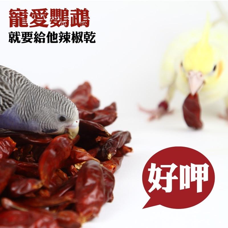 鸚鵡純天然台灣乾辣椒 鸚鵡零嘴 辣椒乾 鳥零食 鳥食物 鳥飼料 鳥零嘴 鳥用品 鸚鵡用品 24H出貨 典贊創意-細節圖7