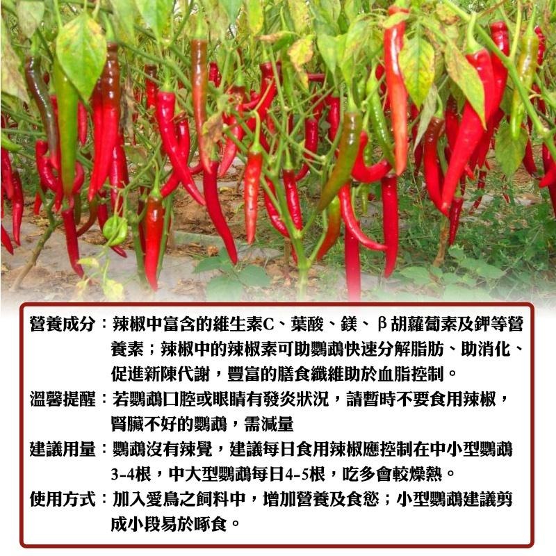 鸚鵡純天然台灣乾辣椒 鸚鵡零嘴 辣椒乾 鳥零食 鳥食物 鳥飼料 鳥零嘴 鳥用品 鸚鵡用品 24H出貨 典贊創意-細節圖8