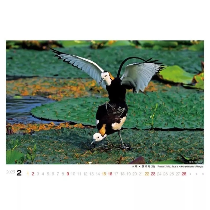 2025天堂鳥檯曆/ 台灣野鳥-細節圖4