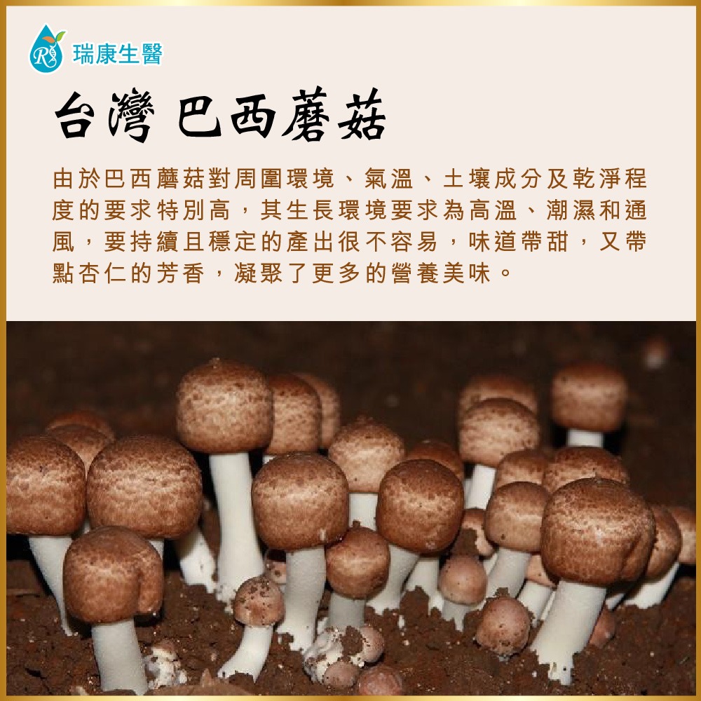 【瑞康生醫】台灣巴西蘑菇乾菇25g(冷凍乾燥技術)-細節圖3