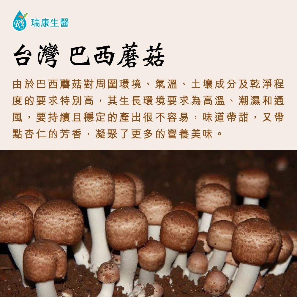 【瑞康生醫】巴西蘑菇乾菇45g禮盒 (冷凍乾燥技術)/盒-細節圖3