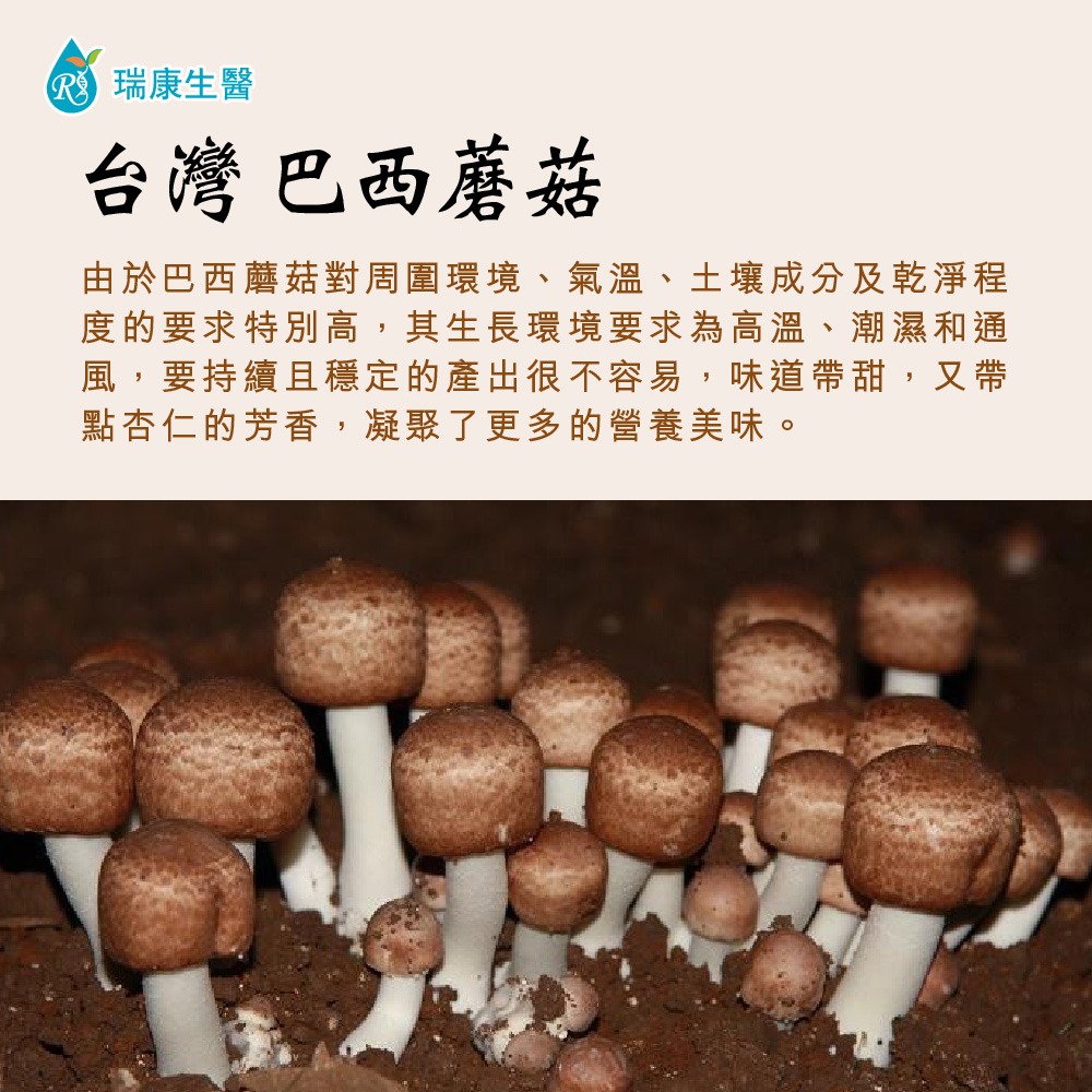 【瑞康生醫】台灣巴西蘑菇60g(姬松茸)乾菇-細節圖4
