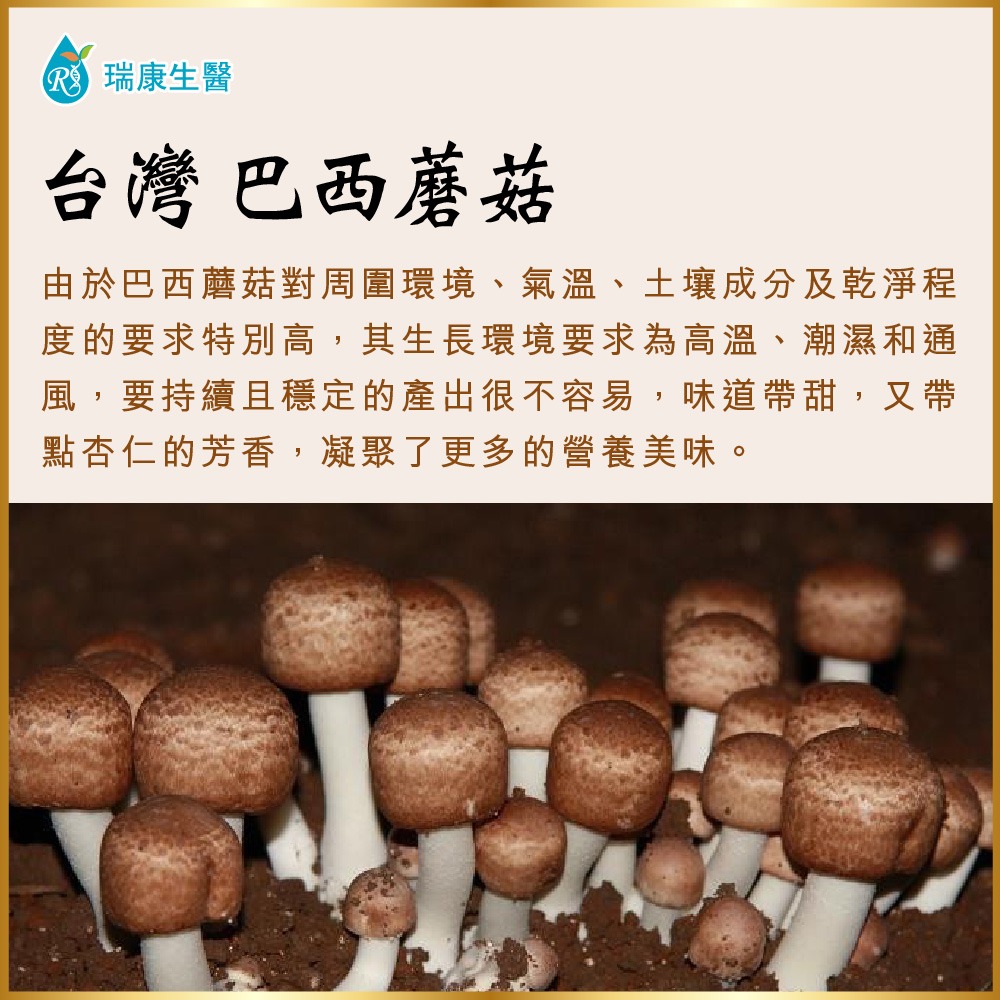 【瑞康生醫】台灣巴西蘑菇(姬松茸)乾菇120克(家庭號)-細節圖4
