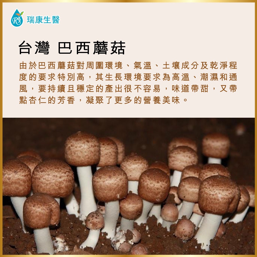 【瑞康生醫】台灣巴西蘑菇(姬松茸)乾菇80克禮盒-細節圖4