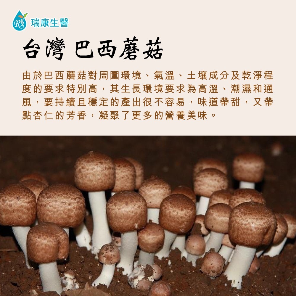 【瑞康生醫】台灣特級(姬松茸)巴西蘑菇-乾菇/瓶-細節圖4