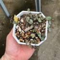 愛之蔓-肥咖多肉 (10/6拍) 3.5吋 含盆寄-規格圖2