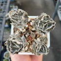 扇雀-肥咖多肉 (10/6拍) 3.5吋 含盆寄-規格圖3