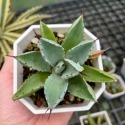 貝殼龍(小)-肥咖龍舌蘭 (10/6拍) 4吋 3.5吋 含盆寄-規格圖7