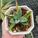 貝殼龍(小)-肥咖龍舌蘭 (10/6拍) 4吋 3.5吋 含盆寄-規格圖7