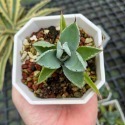 貝殼龍(小)-肥咖龍舌蘭 (10/6拍) 4吋 3.5吋 含盆寄-規格圖7