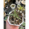 瀧之白絲-肥咖龍舌蘭 (10/6拍) 3.5吋 含盆寄-規格圖3