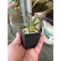 白鯨嚴龍-肥咖龍舌蘭 (10/6拍) 小芽含盆寄-規格圖4